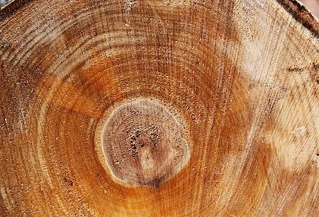 simsearch:400-08110547,k - Cut of a log. Close-up texture Stock Photo - Budget Royalty-Free & Subscription, Code: 400-07125097