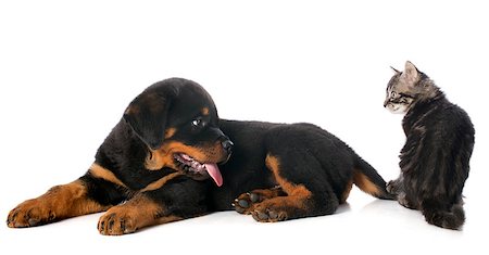simsearch:400-06389936,k - portrait of a purebred puppy rottweiler and kitten in front of white background Photographie de stock - Aubaine LD & Abonnement, Code: 400-07125119