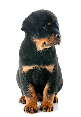 simsearch:400-07137760,k - portrait of a purebred puppy rottweiler in front of white background Stockbilder - Microstock & Abonnement, Bildnummer: 400-07125126