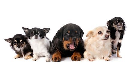 simsearch:400-07125119,k - portrait of a puppy rottweiler and chihuahuas in front of white background Photographie de stock - Aubaine LD & Abonnement, Code: 400-07125128