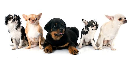 simsearch:400-07137760,k - portrait of a puppy rottweiler and chihuahuas in front of white background Stockbilder - Microstock & Abonnement, Bildnummer: 400-07125129