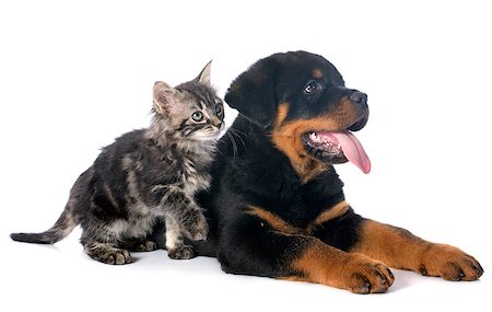 simsearch:400-06389936,k - puppy rottweiler and kitten in front of white background Photographie de stock - Aubaine LD & Abonnement, Code: 400-07125120