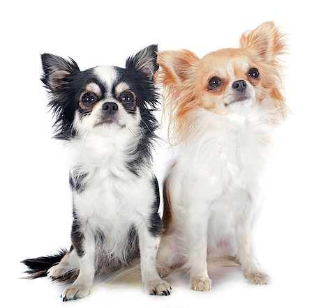 simsearch:400-07123545,k - portrait of chihuahuas in front of white background Stock Photo - Budget Royalty-Free & Subscription, Code: 400-07125134