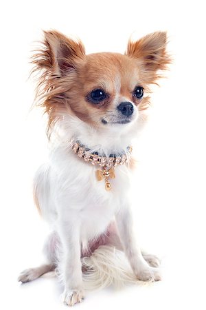 dogs with jewelry - portrait of a cute purebred  puppy chihuahua and collar in front of white background Stock Photo - Budget Royalty-Free & Subscription, Code: 400-07125136