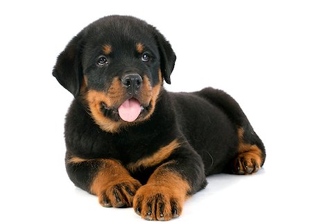 puppy with child white background - portrait of a purebred puppy rottweiler in front of white background Stock Photo - Budget Royalty-Free & Subscription, Code: 400-07125131