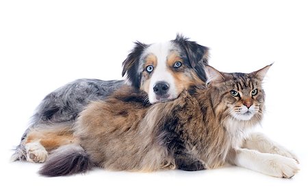 purebred australian shepherd and maine coon in front of white background Stock Photo - Budget Royalty-Free & Subscription, Code: 400-07125146