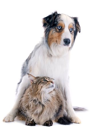 sheep dog - purebred australian shepherd and maine coon in front of white background Photographie de stock - Aubaine LD & Abonnement, Code: 400-07125147