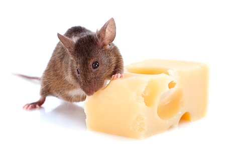 mouse and cheese in front of white background Stock Photo - Budget Royalty-Free & Subscription, Code: 400-07125349