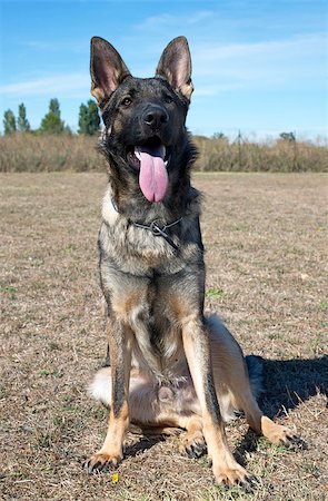 simsearch:400-06396414,k - portrait of a  purebred german shepherd outdoors Foto de stock - Super Valor sin royalties y Suscripción, Código: 400-07125356