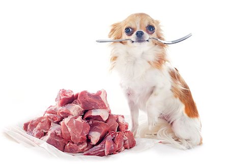 hungry chihuahua and red meat Foto de stock - Super Valor sin royalties y Suscripción, Código: 400-07125366