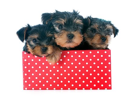 puppies yorkshire terrier in front of white background Stock Photo - Budget Royalty-Free & Subscription, Code: 400-07125361