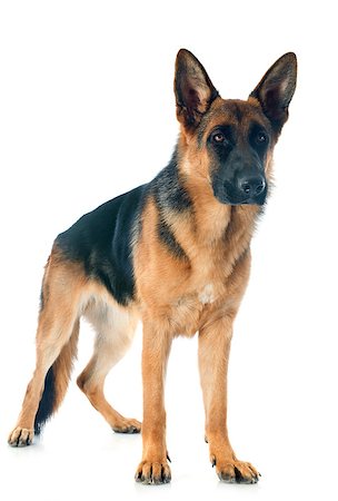 simsearch:400-04611917,k - portrait of a  purebred german shepherd in front of white background Photographie de stock - Aubaine LD & Abonnement, Code: 400-07125363