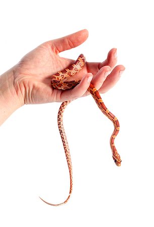 serpiente ratonera del maizal - corn snake in hand, elaphe guttata in front of white background Foto de stock - Super Valor sin royalties y Suscripción, Código: 400-07125382