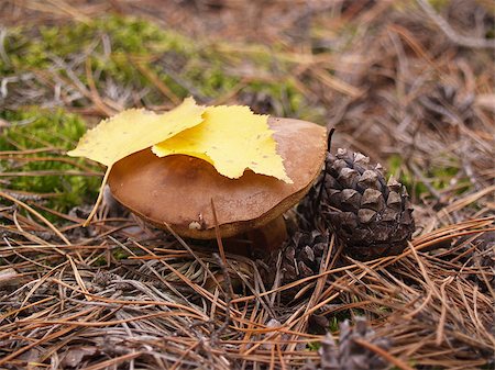 Boletus edulis with leaves in the autumn forest Foto de stock - Super Valor sin royalties y Suscripción, Código: 400-07125464