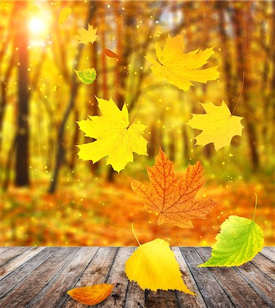 simsearch:400-06391236,k - Flying autumn leaves of a birch, maple and barberry Fotografie stock - Microstock e Abbonamento, Codice: 400-07125529