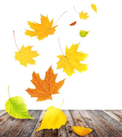 simsearch:400-06391236,k - Flying autumn leaves of a birch, maple and barberry. Isolated on white background Fotografie stock - Microstock e Abbonamento, Codice: 400-07125530