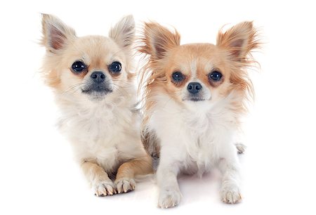 simsearch:400-07123630,k - portrait of chihuahuas in front of white background Stockbilder - Microstock & Abonnement, Bildnummer: 400-07125566