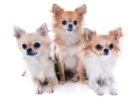 simsearch:400-04815724,k - portrait of a cute purebred  chihuahuas in front of white background Photographie de stock - Aubaine LD & Abonnement, Code: 400-07125567