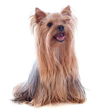 portrait of a purebred yorkshire terrier in front of white background Photographie de stock - Aubaine LD & Abonnement, Code: 400-07125582