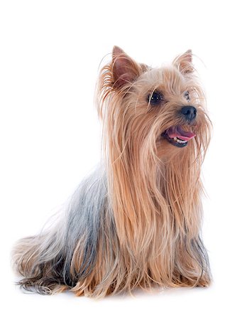 simsearch:400-04615455,k - portrait of a purebred yorkshire terrier in front of white background Foto de stock - Royalty-Free Super Valor e Assinatura, Número: 400-07125583
