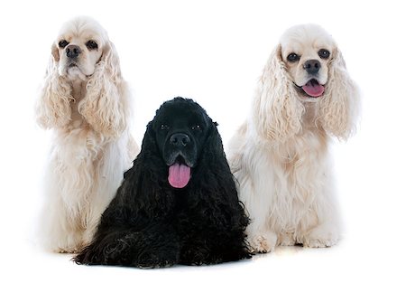 simsearch:400-07125114,k - three american cocker spaniel in front of white background Stockbilder - Microstock & Abonnement, Bildnummer: 400-07125597