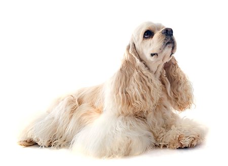 simsearch:400-07123630,k - american cocker spaniel in front of white background Foto de stock - Super Valor sin royalties y Suscripción, Código: 400-07125592