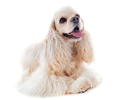 simsearch:400-07123630,k - american cocker spaniel in front of white background Stockbilder - Microstock & Abonnement, Bildnummer: 400-07125600