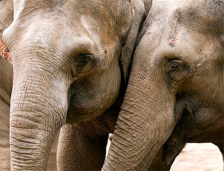 Closeup of the heads of two elephants Stock Photo - Budget Royalty-Free & Subscription, Code: 400-07122981