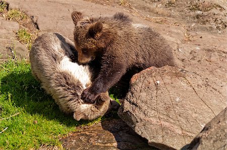 simsearch:400-07087733,k - Closeup of two young brown bears playing together. Foto de stock - Royalty-Free Super Valor e Assinatura, Número: 400-07123073