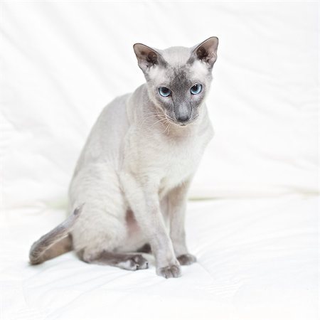egyptian sphynx cat - cute hairless oriental cat isolated on white Photographie de stock - Aubaine LD & Abonnement, Code: 400-07123134