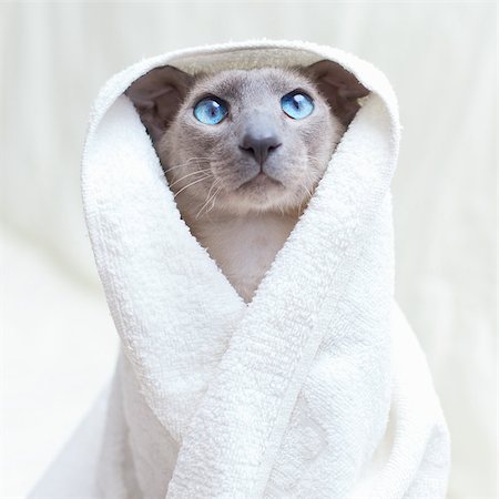 egyptian sphynx cat - funny hairless oriental cat in towel, peterbald Photographie de stock - Aubaine LD & Abonnement, Code: 400-07123135