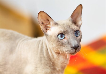 egyptian sphynx cat - cute hairless oriental cat close up, peterbald Photographie de stock - Aubaine LD & Abonnement, Code: 400-07123132