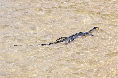 forked tongue - wild water monitor (Varanus salvator) swimming in a sea Stock Photo - Budget Royalty-Free & Subscription, Code: 400-07123144