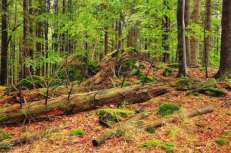 The primeval forest with mossed boulders-HDR Photographie de stock - Aubaine LD & Abonnement, Code: 400-07123177