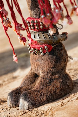 simsearch:851-02960506,k - Beautifully decorated camel foot at the Pushkar Fair in India. Photographie de stock - Aubaine LD & Abonnement, Code: 400-07123190