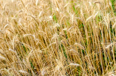 simsearch:400-06918933,k - Closeup of golden wheat field in summer. Photographie de stock - Aubaine LD & Abonnement, Code: 400-07123245
