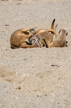 simsearch:400-07087733,k - Group of suricates playing in the sand. Foto de stock - Royalty-Free Super Valor e Assinatura, Número: 400-07123246