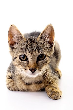simsearch:400-06568728,k - Portrait of a young cat isolated on white background. Photographie de stock - Aubaine LD & Abonnement, Code: 400-07123348