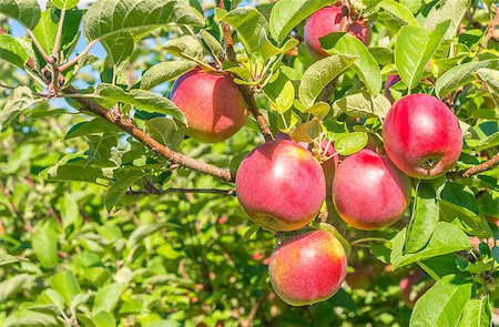 simsearch:400-07513164,k - Apples on a tree branch  (Annapolis Valley, Nova Scotia, Canada) Stock Photo - Budget Royalty-Free & Subscription, Code: 400-07123406