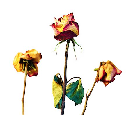 Three withered roses on a white background with vignetting. Stockbilder - Microstock & Abonnement, Bildnummer: 400-07123482