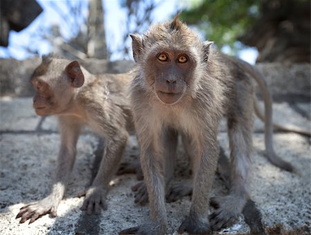 A pair of young monkeys - crab-eating macaque or the long-tailed macaque (Macaca fascicularis), Bali. Stockbilder - Microstock & Abonnement, Bildnummer: 400-07123497