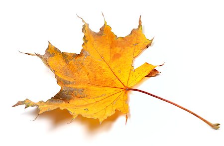 simsearch:400-05348075,k - Autumn yellowed maple leaf isolated on white background. Selective focus. Photographie de stock - Aubaine LD & Abonnement, Code: 400-07123499