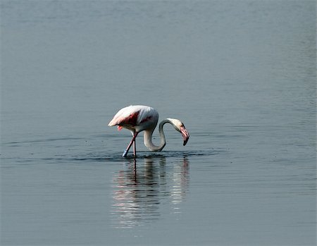 simsearch:400-07123491,k - beautiful pink flamingos with long neck in the middle of the fresh water pond natural reserve 1 Photographie de stock - Aubaine LD & Abonnement, Code: 400-07123491