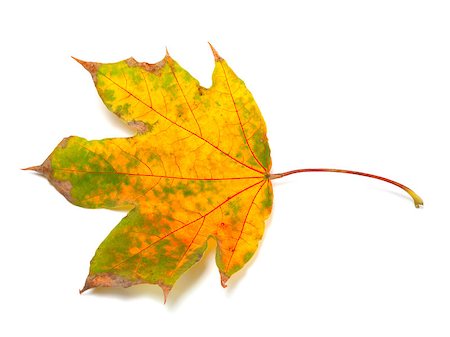 simsearch:400-05348075,k - Dry autumn maple-leaf. Isolated on white background Photographie de stock - Aubaine LD & Abonnement, Code: 400-07123500
