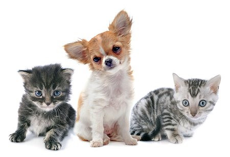 simsearch:400-06389936,k - portrait of a cute purebred  puppy chihuahua and kitten in front of white background Photographie de stock - Aubaine LD & Abonnement, Code: 400-07123544
