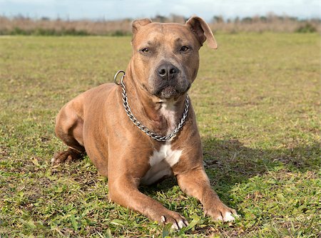 simsearch:400-06565923,k - head of purebred american staffordshire terrier with collar Photographie de stock - Aubaine LD & Abonnement, Code: 400-07123547