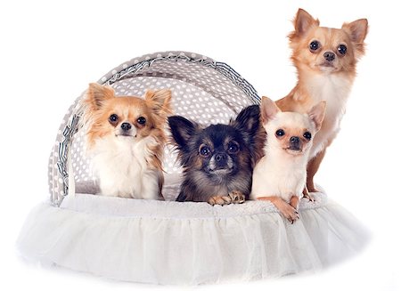 simsearch:400-08553324,k - four chihuahuas in a dog bed in front of white background Foto de stock - Super Valor sin royalties y Suscripción, Código: 400-07123548