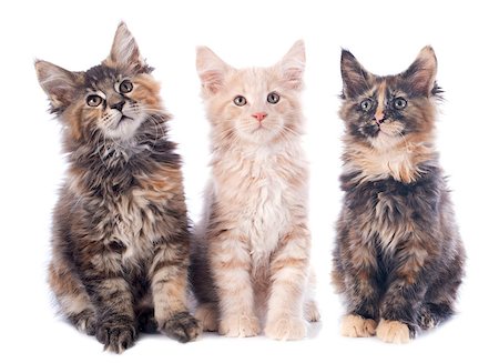 simsearch:400-08405371,k - portrait of three purebred  maine coon kitten on a white background Stock Photo - Budget Royalty-Free & Subscription, Code: 400-07123594