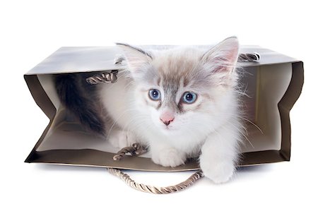 simsearch:400-07124599,k - playing birman kitten in front of white background Photographie de stock - Aubaine LD & Abonnement, Code: 400-07123595