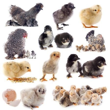 silkie - group of bantam silkie on a white background Stock Photo - Budget Royalty-Free & Subscription, Code: 400-07123604